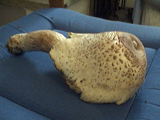 Leucoagaricus americanus